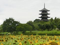 猛暑の岡山旅行 ④ ひまわり畑と五重塔☆吉備路の田園地帯をサイクリング