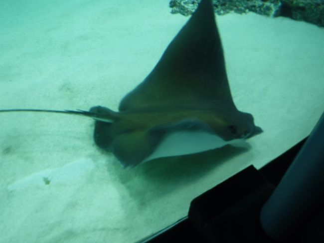 池袋にあるサンシャイン水族館に行って参りました。<br />想像していたより規模も大きく見ごたえがありました。