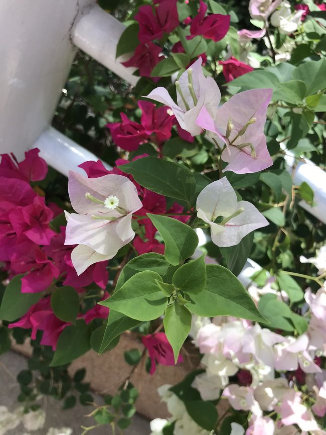 2日目の朝は昨日の雨が嘘みたい!スッキリ晴れました☀️