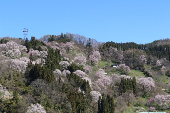 信州・小川村の案内…信州 小川村は「日本で最も美しい村」連合に加盟しており、村内のいたるところで北アルプスを望むことができます。春には山桜が咲き誇り、のどかな山村と残雪の北アルプスの絶景が目の前に広がります。<br />以前にも一度来たことのある小川村の桜、その時は、立屋の桜、番所の桜がメインで、二反田の桜はすでに終わっていたので、のどかな山村の桜が見たいといつか再訪したいと思っていました。<br />開花情報をチェックしつつ、まだ少し早いかもと思いましたが、天気や休みの都合もあり、思い切って訪問しました。<br />帰りにこちらも気になっていた妙義山のさくらの里に立ち寄りました。