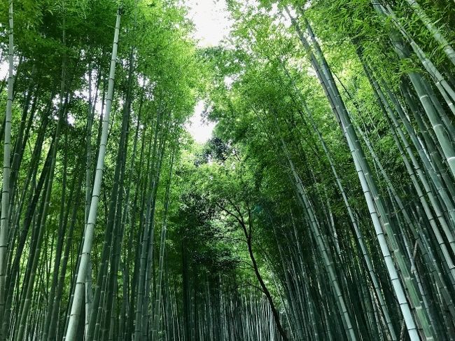 余呉から北陸本線と山陽本線を乗り継いで京都へやって来ました。<br />買い物を済ませると帰りの新幹線まで少し余裕があります。<br />京都駅周辺はメチャ混み(空いているコインロッカーを探すのにすごい苦労したし!)なので<br />嵐山方面をめざしてみることにしました。<br />天龍寺から竹林、常寂光時を散策して、嵐電と地下鉄で京都駅に戻ります。