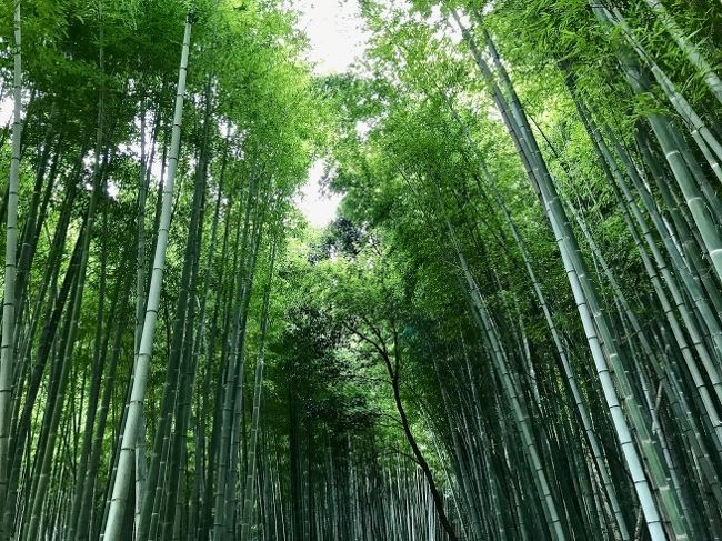 嵐山散策。──「天龍寺」と「常寂光寺」（福井・滋賀・京都の旅 その6）