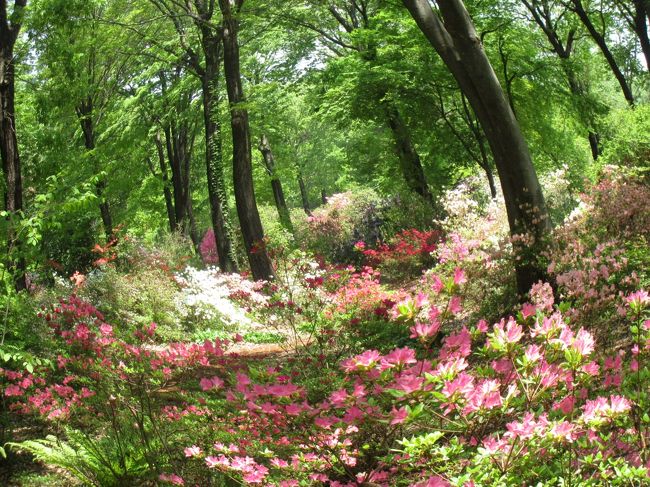 春の赤城自然園<br /><br />日々の散歩で出会った 花々<br />木漏れ日に咲く 可憐な姿<br /><br />シラネアオイ…<br />色とりどりのツツジ…<br /><br />毎日 姿を変える 園内は<br />宝探しのよう(^^)