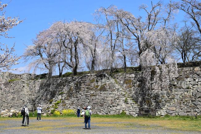 津山城は江戸時代初期に藩主森忠政が13年の歳月をかけ完成させた日本三大平山城のひとつで、石垣の石が大きく、城門と櫓の数が多い特徴があります。<br />城の東は宮川を天然の堀とし、残りの三方には人工的に水堀を掘ってその排土を用いて土塁を築いて外郭の防備としました。<br />明治になって津山城は廃城となり、すべての城郭建築が取り壊され、本丸・二の丸・三の丸は石垣や土居(土塁)がほぼ残っていますが、外郭は堀が埋め立てられ市街地化しています。<br /><br />津山城の鶴山公園は岡山県内で唯一、全国桜名所百選に選ばれている桜の名所です。<br />この桜の植樹に尽力したのが福井純一。大正から昭和初期にかけて約二千本が植樹され、全山が桜で覆われるようになりました。<br />2019年の「津山さくらまつり」は、3月29日~4月14日に開催。訪れた4月4日が五分咲き、翌日満開になりました。<br />桜の種類はソメイヨシノが大半ですが、枝垂れ桜、陽光、神代あけぼのも咲き誇ります。<br /><br />今日は津山駅付近から城下町の町並みを散策しながら津山城のお花見をします。<br />町なかを歩いていると、昔旅館だった木造の建物、お洒落な写真館や赤レンガの建物、堀の跡などに出会います。<br />津山城では城門・櫓跡の多さと石段の一つづつの高さには驚きました。<br />津山城の桜は、青空と共に見上げたり、本丸から見下ろすと一面が真っ白に染まり、贅沢なお花見ができます。<br /><br />表紙の写真は「津山城本丸を彩る枝垂れ桜」。<br /><br />なお、旅行記は下記資料を参考にしました。<br />・津山瓦版「アルネが出来る前の吹屋町界隈の写真」「旅館お多福」「旧西村旅館」「津山城外濠跡」「赤レンガのお洒落な建物ランプ」「桜の植樹に心血を注いだ福井純一」「津山城(鶴山公園)の石垣について」<br />・江見写真館HP<br />・瀧澤商店「日本の洋燈(石油ランプ)の歴史」<br />・日本マンホール蓋学会「津山市のマンホール」<br />・津山市「津山城について」「国指定文化財、津山城址」「日本有数の櫓の数を誇る津山城」「城東地区が国から重要伝統的建造物群保存地区に選定されました」<br />・tigersharkさんブログ「お城へ行こう!津山城」<br />・三好貴之/近田陽子著「津山城案内図」<br />・津山市中心市街地活性化協議会「津山城下地区まちづくりプラン」、平成27年8月<br /> 寄稿:広島大学大学院教授 三浦正幸氏「津山城跡の歴史的価値」<br />・津山市観光協会「津山城見取図」「津山さくらまつり」<br />・underZeroの城用語集「合坂」<br />・城西まちづくり協議会「津山市城西地区」<br />・Wikipedia「ジンダイアケボノ」<br />