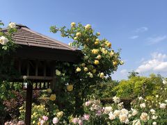 花日和の休日♪ ～バラの花菜ガーデン～