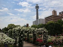 横浜山下公園のバラが満開/サイクリングで　　5月/2019