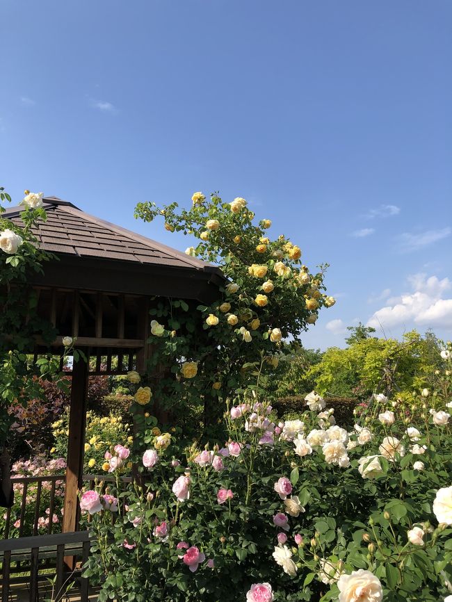 花日和の休日♪ ～バラの花菜ガーデン～