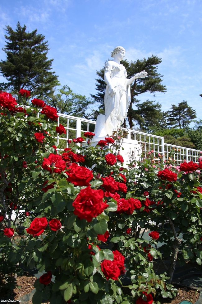 19春バラの香りに包まれて その3 生田緑地バラ苑 登戸 新百合ヶ丘 神奈川県 の旅行記 ブログ By Morino296さん フォートラベル 19春バラの香りに包まれて その3 生田緑地バラ苑 登戸 新百合ヶ丘 神奈川県 の旅行記 ブログ By Morino296さん フォートラベル