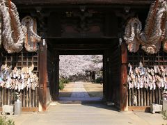 猫とウサギと桜三昧　春の尾道＆大久野島の旅 　（５）西國寺の桜 独り占め