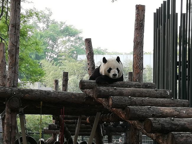 北京動物園でパンダを見てきました<br />パンダ館は更にお金がかかりますが、セットの入場券を買えます。入り口でセットを買った方が1元お得です。セットは19元。<br />パンダ館は一回出たら再入場できません。中のお土産屋さんでしか買えないものも多いので注意。