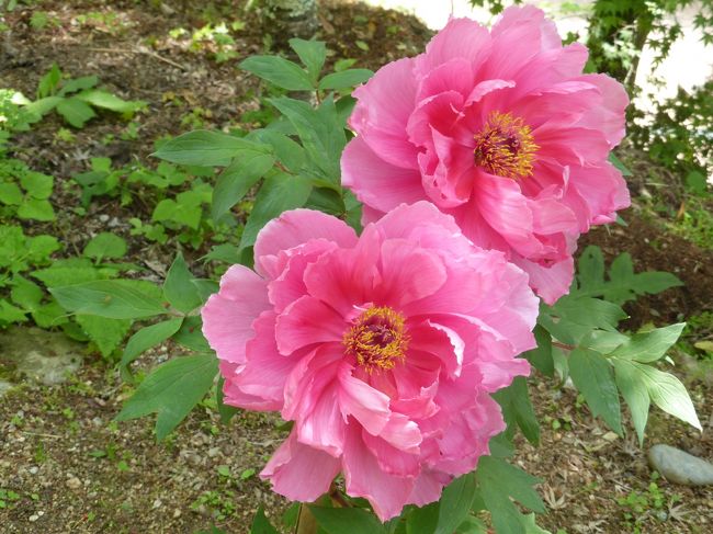 かなーーり今更なカンジですが<br />GWにぼたんまつり開催中の長谷寺にも行ってみました。<br />かなりの人出でしたが、一人散策を満喫して来ました。<br /><br />写真も撮ったので、記録させて下さい。