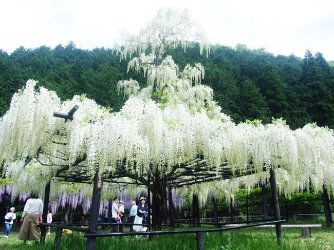兵庫 朝来市 白井大町藤公園 史跡生野銀山 口銀谷の街並みを歩きます 朝来 生野 兵庫県 の旅行記 ブログ By Hｕｕｍａさん フォートラベル