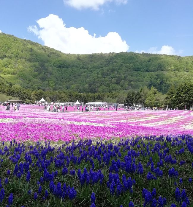 一度は行きたいと思っていた富士芝桜まつり。<br />長男家族に誘ってもらい念願がかないました^_^