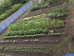 我が家の家庭菜園  ☆春の野菜編