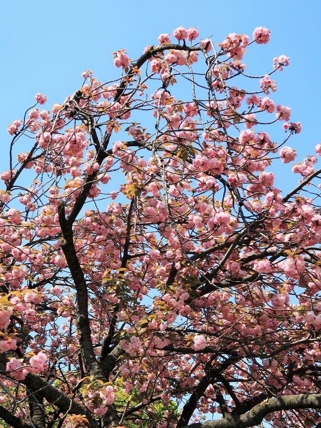 カンザン (関山)はバラ科サクラ属の植物。サトザクラ群の桜で、日本原産の園芸品種のヤエザクラ。<br />4月中旬から5月上旬にかけて花期を迎える。花や蕾の色は濃い桜色であり、八重咲きである。花弁は多い場合は50枚を超える。花は大輪であり生育条件が整えば5cmを越えることもある。雌しべは2本葉化しており、花の中心から突き出ている。花の時期には葉が生えている場合が多い。また、花が長い期間持つことも特徴であり、長い期間楽しむことができる。 <br /><br />樹高は小高木程度であり、大きくとも10数メートル程度。枝は最初は真横に伸びていき、徐々に上の方向へ向かっていく盃状。樹木として虫、病害、環境変化などに強い傾向がある。<br />桜漬けはカンザンが原料として多く用いられる。<br />ヤエザクラでは非常に一般的な種であり、育てやすいことなどから街路樹や公園の植木などとしても植えられていることが多く見る機会も非常に多い。<br />(フリー百科事典『ウィキペディア(Wikipedia)』より引用)<br /><br />東御苑の開花状況については・・<br />http://www.kunaicho.go.jp/event/hanadayori/hanadayori.html<br />桜の島については・・<br />http://garden-vision.net/garden_visit/visit_higashigyoen.html<br />https://taichi-tokyo.com/higashigyoen-sakura/<br /><br />皇居東御苑は、皇居造営の一環として,昭和35年1月29日の閣議決定に基づき,皇居東地区の旧江戸城の本丸・二の丸・三の丸の一部を皇居附属庭園として整備することになり,昭和36年に着工し,昭和43年9月に完成しました。面積約21万平方メートルの庭園は,昭和43年10月1日から宮中行事に支障のない限り一般に公開されています。<br />http://www.kunaicho.go.jp/about/shisetsu/kokyo/kokyo.html より引用<br />