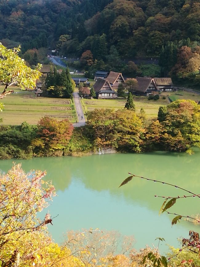 あれからもう、半年以上が経ってしまいましたが記録のために旅行記を書いておきたいと思います。昨年の秋、富山の五箇山で合掌造りに泊まる機会がありました。その記録です。<br /><br />福井から高速で富山回りの方が、近いそうなのですが、今回はせっかくの紅葉時ということで白山白川郷ホワイトロードを通って五箇山に向かいました。<br /><br />富山県ナチュラリスト大会、北陸三県合同研修会に参加させていただきました。<br />今日のお宿は、五箇山合掌の里<br />合掌造りの宿泊施設と、合掌造りの外観をしたトイレと洗面所で、たくさんの人がここで泊まれるようになっています。<br />シュラフ持ち込みでの宿泊です。布団はたくさんありましたが、カメムシがあちこちにいて、とてもそのお布団だけではお泊りできそうになかったのです。シュラフかシーツを持参することとなっていたのには、疑問符だったんですが、ここでやっと理解できました。画像無しですが、割りばしで、カメムシをつかみ、ペットボトルを切って上を逆さにしたカメムシ取りに入れる。これが重宝していました。<br /><br />五箇山の合掌造りの構造や茅葺の吹き替えの様子などの公演を聞き<br />五箇山菅沼集落を巡り<br />川沿いの道の散策をし<br />2日間を有意義に過ごすことができました。<br /><br />関係各位に深く感謝します。<br /><br /><br /><br /><br /><br /><br /><br /><br />