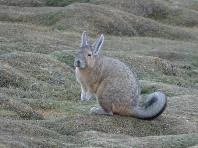 ボリビア旅行は高地トレーニング？　４日目・ウユニ南部巡り（ウユニ～マルクビラマール）