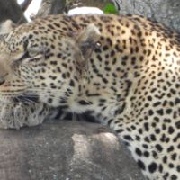 ケニア・タンザニアでサファリ（タンザニア３日目）セレンゲティ