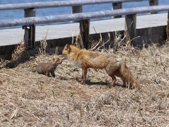 2019. GW北海道 11日間の旅4.29～5.1～野付半島・根室・帯広～