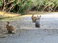 猫とウサギと桜三昧　春の尾道＆大久野島の旅　（４）ウサギに癒された大久野島