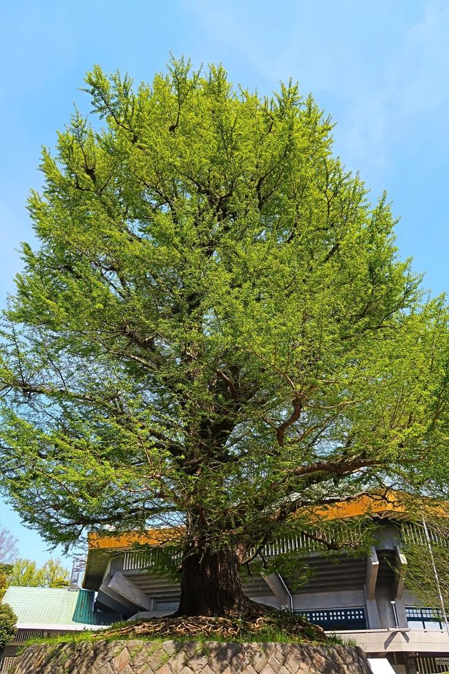 北の丸公園は、東京都千代田区の皇居に隣接する国民公園、及び同公園の所在地である千代田区の町名である。<br />名前のとおり江戸城の北の丸であった場所で、現在は環境省の管理する国民公園の一つである。多くの文化施設を公園内に持ち、旧江戸城の遺構（田安門、清水門はいずれも重要文化財に指定）も多い。ビルが立ち並ぶ都心部にあって、緑が豊かな場所であり、皇居外苑や日比谷公園などと並んで都会のオアシス的な公園である。散策や森林浴、ジョギングやウォーキングを楽しむ人々も多く見られる。 <br /><br />明暦の大火以後は火除け地になっていたが、8代将軍である徳川吉宗が就任してからは徳川氏の御三卿であった田安徳川家が1731年（享保16年）に、清水徳川家が1759年（宝暦9年）に上屋敷を構えるようになった。敷地内には御蔵地や植溜御用地、馬場などもあった。 1963年（昭和38年）に建設省が森林公園として整備を開始し、1969年（昭和44年）、昭和天皇の還暦を記念して開園、一般公開される。その後厚生省が管理し、現在は環境省が管理する国民公園となっている。<br />（フリー百科事典『ウィキペディア（Wikipedia）』より引用）<br /><br />北の丸公園　については・・<br />https://www.env.go.jp/garden/kokyogaien/1_intro/his_08.html<br />http://fng.or.jp/koukyo/place/kitanomaru-01.html<br /><br />日本武道館（Nippon Bud&#333;kan）は、東京都千代田区北の丸公園にある武道館。日本伝統の武道を普及奨励し、心身錬磨の大道場としての役割を担うことを設立趣旨とする。武道以外の屋内競技場、多目的ホールとしても利用される。管理運営者は公益財団法人日本武道館。 <br /><br />1964年東京オリンピックの柔道競技会場として建設され、同年10月3日に開館した。設計は山田守、施工は竹中工務店。 <br />法隆寺夢殿をモデルにした八角形の意匠である。大屋根の稜線は富士山をイメージしている。 <br />日本の武道（柔道・剣道・弓道・相撲・空手道・合気道・少林寺拳法・なぎなた・銃剣道・古武道）の稽古場、競技場として使用されている。 また、ダンス、マーチングバンド・バトントワリングの競技会に使われるほかコンサートや格闘技の興行会場、大規模な入学式・卒業式・株主総会の会場として、幅広く使用される。 <br />（フリー百科事典『ウィキペディア（Wikipedia）』より引用）<br />