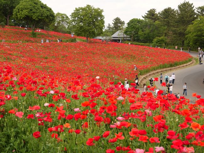 昭和記念公園の花の丘に約180万本のシャーレーポピーが見ごろを迎えたと聞き行ってみた。<br /><br />※【関東近郊】東京から日帰りで行ける！絶景の花畑スポット13選 2019年版（フォートラベル編集部）<br />「国営昭和記念公園」のFlowerFestival / 東京都<br />東京ドーム約40倍もの広大な公園内は、春になるとさまざまな花で彩られます。特に5月中旬ごろから丘一面に咲く赤やピンクのシャーレーポピーは、春に開催されている「FlowerFestival」の目玉の1つ。都会にいながら圧巻の花畑が見られますよ。(説明文より)<br /><br />※フラワーフェスティバル<br />開催期間：2019年3月23日(土)～5月26日(日)時間：9:30～17:00<br />入園料：大人450円　シルバー(65歳以上) 210円　小・中学生　無料<br />