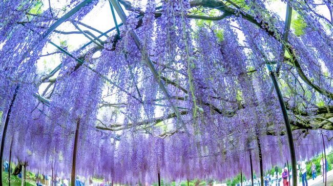 藤の花 ステキな香り 忘れなくて 白豪寺へ・・・<br /><br /> この 淡い 紫に 囲まれた 雰囲気が<br /><br /> 素晴らしく 魅力的です・・・<br /><br /> 海外の 藤も 綺麗ですが<br /><br /> 日本は 美しさを 追及するのに<br /><br /> センスがあるのでしょう!!<br /><br /> 日本に 四季があって 地元の方の努力<br /><br /> ありがとうございます。