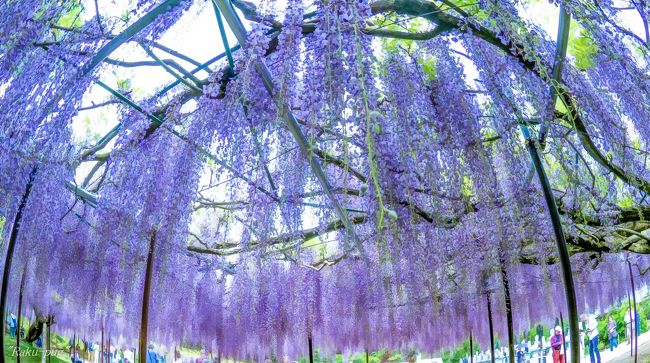 　藤の花　　ステキな香り　忘れなくて　白豪寺へ・・・<br /><br />　この　淡い　紫に　囲まれた　雰囲気が<br /><br />　素晴らしく　魅力的です・・・<br /><br />　海外の　藤も　綺麗ですが<br /><br />　日本は　美しさを　追及するのに<br /><br />　センスがあるのでしょう！！<br /><br />　日本に　四季があって　地元の方の努力<br /><br />　ありがとうございます。