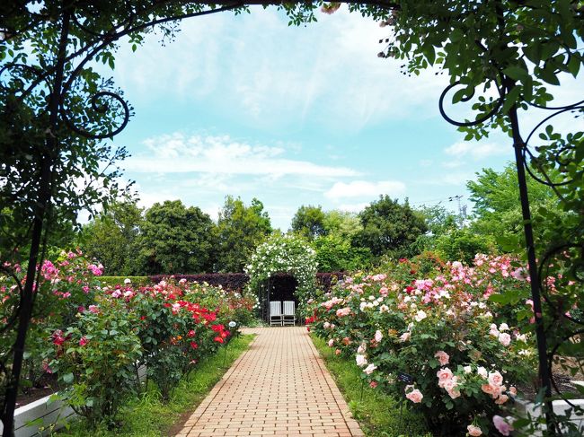 今週は薔薇三昧。５月の１２日に港の見える丘公園から山下公園のバラを<br />翌１３日は横浜イングリッシュガーデンの早朝プレミアムへ。<br />そして１日開けて１５日、花菜ガーデンへと４日間のうち３日もバラを<br />追いかけて花さんぽ。<br />横浜はローズウィーク開催中ですが私も真っ只中です。<br /><br />花の見頃は短し。なるべくいい状態で見ようとするあまり過密スケジュール<br />になってしまいましたが今回の花菜ガーデンは当初行ける予定はなく予期<br />せずして空いた日に行くことが出来ました。<br /><br /><br />■花菜ガーデン公式HP　kana-garden.com/<br /><br /><br />