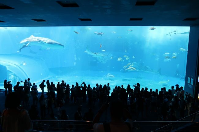 ２日目。<br />美ら海水族館へ～♪<br />誕生日に連れて行った水族館はめっちゃ喜んでくれたから<br />美ら海も喜んでくれると思うんだよねー<br /><br />１日目<br />http://4travel.jp/travelogue/11495057<br />２日目　←いまここ<br />http://4travel.jp/travelogue/11495064<br />３日目<br />http://4travel.jp/travelogue/11499646<br />４日目<br />http://4travel.jp/travelogue/11500781