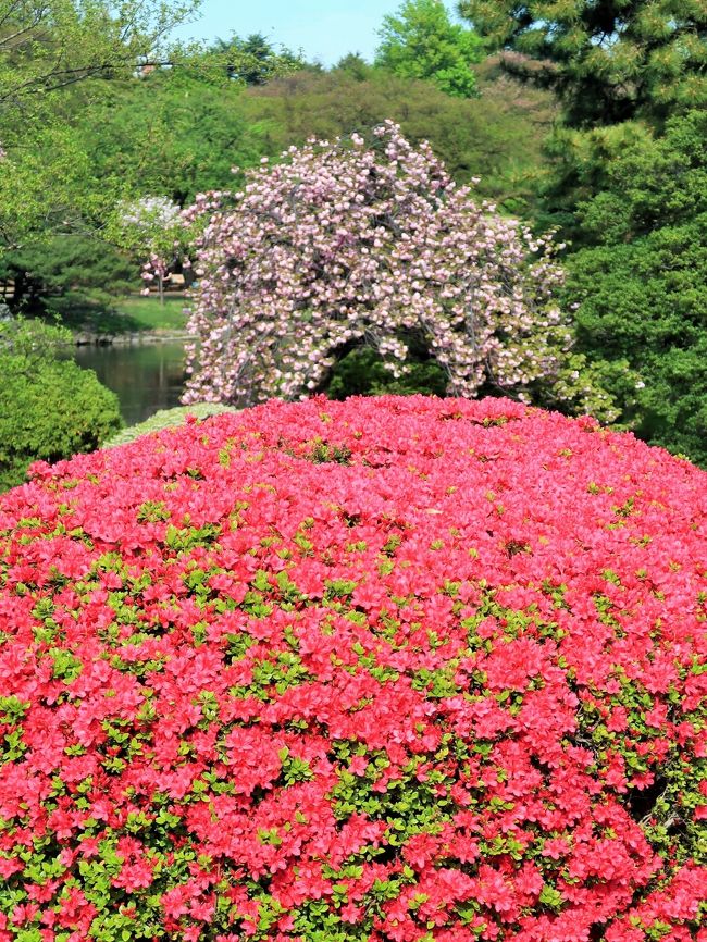 千駄ヶ谷門から入ってすぐのツツジ山で、ツツジがみごろをむかえました。さわやかな新緑の景色のなか、紅色や赤紫色、朱色、白、ピンクの花がひときわ鮮やかに咲いています。<br /><br />園内はカンザンやフゲンゾウ、フクロクジュなどの晩春の八重桜に続いて、ケンロクエンキクザクラ、バイゴジジュズカケザクラなどの菊桜も咲きそろいました。 中央休憩所からレストハウス、中の池にかけての一帯は、さまざまな八重桜が咲きそろい、いま一番のおすすめエリアとなっています。<br /> 春らしいピンク色の八重桜と、淡い黄緑色に包まれた新緑のやわらかい景色のなか、はっと目をひく鮮やかさはツツジの花色です。中の池をはさんだ対岸(千駄ヶ谷門側)のツツジ山で、八重桜とともにツツジがみごろをむかえています<br />http://fng.or.jp/shinjuku/news/2016/04/post-489.html より引用<br />http://times.grats.jp/tsutsuji/t-tokyo03.htm<br /><br />新宿御苑(しんじゅくぎょえん)は、東京都新宿区と渋谷区に跨る環境省所管の庭園である。 <br />もともとは江戸時代に信濃高遠藩内藤家の下屋敷のあった敷地である。 1879年(明治12年)に新宿植物御苑が開設され、宮内省(現在の宮内庁)の管理するところとなったが、第二次世界大戦後は一般に公開され、現在は環境省管轄の国民公園として親しまれている。<br />1906年5月 - 新宿御苑が開園する。<br />1949年5月 - 国民公園となり一般に利用が開放される。<br />2012年11月 - 大温室がリニューアルオープン。<br /><br />御苑内は約58ヘクタールのスペースに「日本庭園」、「イギリス風景式庭園」、「フランス式整形庭園」を組み合わせており、樹木の数は1万本を超える。日本さくら名所100選に選定されており、65種・約1300本の桜があり、春には花見の名所として大勢の観光客で賑わう。ソメイヨシノが見ごろを迎える3月下旬から4月上旬にかけても多くの来園者を迎えるが、一般財団法人国民公園協会ではイチヨウを御苑の桜の代表品種として位置付けており、イチヨウ等の多品種のヤエザクラが見ごろを迎える4月中旬から下旬を御苑の桜のベストシーズンと位置付けている。 <br />(フリー百科事典『ウィキペディア(Wikipedia)』より引用)<br /><br />新宿御苑 については・・<br />http://fng.or.jp/shinjuku/<br />https://www.env.go.jp/garden/shinjukugyoen/<br />https://tabichannel.com/article/265/shinjyukugyoen