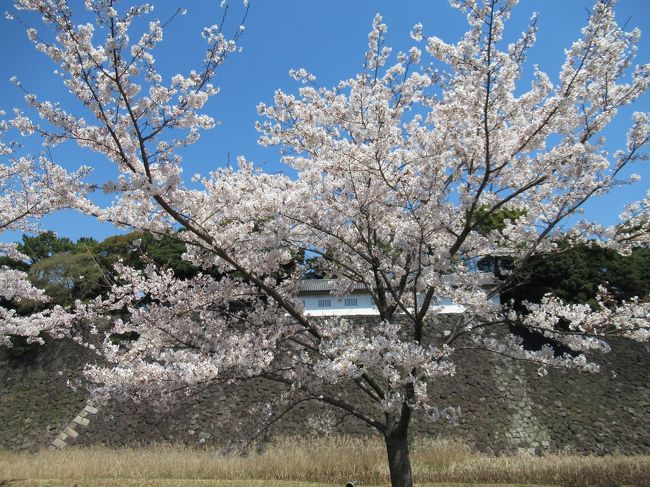 2019年4月<br />皇居の乾通り一般公開に、行ってきました。<br />以前、2014年4月と同年12月に行きましたので、<br />今回が3回目です。<br />すごい行列を覚悟していましたが、行った時間が良かったのか、<br />荷物検査に並ぶこともなく、すいすいと中へ~<br />青空のもと、キレイな桜を見てきました。<br />そのまま、千鳥ヶ淵もお散歩してきました。