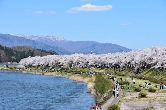 1,2日目で青森県の弘前さくらまつり、八幡平の雪山と観光し田沢湖キャンプ場で宿泊。<br /><br />車で行く東北旅行も3日目は秋田で有名な角館の桜まつりへ。<br />角館に向かう道中に仙北の道の駅に立ち寄るとカタクリ群生地が近くにあると案内されていて見学に行ったら紫の絨毯のように咲いていて驚き。<br />最後に横手のご当地グルメである「横手焼きそば」を食べました。<br />桜の他にカタクリも愛でることができて大変満足な日となりました。<br /><br />■コース<br />田沢湖~仙北(カタクリの郷)~角館(桜まつり)~横手(藤春食堂)~山形親戚宅にて宿泊<br />
