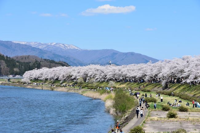 1，2日目で青森県の弘前さくらまつり、八幡平の雪山と観光し田沢湖キャンプ場で宿泊。<br /><br />車で行く東北旅行も3日目は秋田で有名な角館の桜まつりへ。<br />角館に向かう道中に仙北の道の駅に立ち寄るとカタクリ群生地が近くにあると案内されていて見学に行ったら紫の絨毯のように咲いていて驚き。<br />最後に横手のご当地グルメである「横手焼きそば」を食べました。<br />桜の他にカタクリも愛でることができて大変満足な日となりました。<br /><br />■コース<br />田沢湖～仙北（カタクリの郷）～角館（桜まつり）～横手（藤春食堂）～山形親戚宅にて宿泊<br />