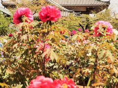 西新井大師-3　第一牡丹園　ぼたん・華麗な花-今盛りのとき　☆花まつり開催中で