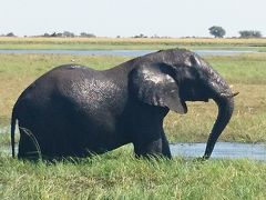 世界二周目 （５）ボツワナ：大迫力の野生動物たち