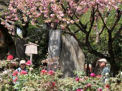 西新井大師-6　第三牡丹園　ぼたん鑑賞 ふたたび　☆寺社では関東一の規模誇り