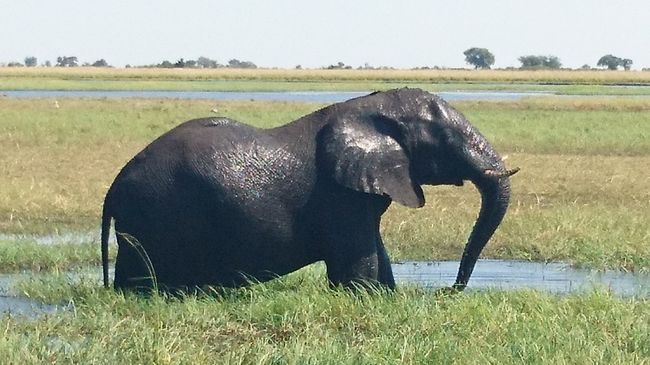 世界二周目 （５）ボツワナ：大迫力の野生動物たち