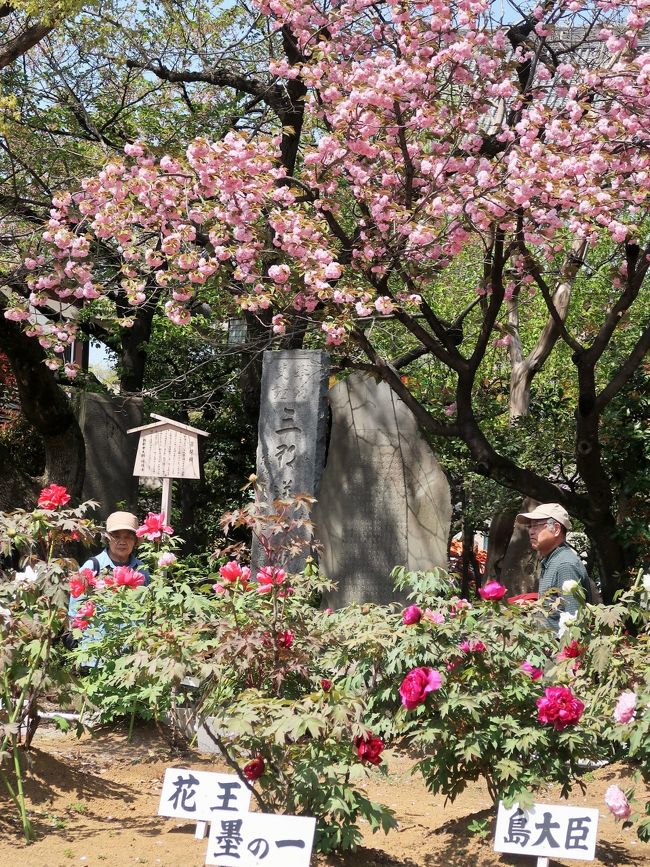 牡丹（ぼたん）　その昔、ぼたんは奈良の総本山長谷寺から移植され、西新井大師では文化・文政(1804-30)の頃よりぼたん園が展開されました。「西の長谷寺・東の西新井」とは、ぼたんの名所を表す言葉です。<br /><br />西新井大師に3ヵ所あるぼたん園のうち、最も大きいのは第2ぼたん園。遊歩道も整備され、大師駅前から東門へと誘うように配されています。趣のある山門とともに情景を生み出す第3ぼたん園など、大小の園はそれぞれに特色ある魅力を表現します。 境内のぼたんが満開になる頃、西新井大師の「花まつり」の賑わいは最盛を迎えます。<br />「美人が座った姿」と形容される花は、色鮮やかな着物の美人を思わせる品格。豊かな花弁が何枚も重なる大輪は「百花の王」とも「万花の王」とも言われます。<br />長谷寺のぼたんは約150種、7000株にもおよび、総本山は東洋一のぼたん寺となっています。西新井大師のぼたんは、この総本山長谷寺の株を移植され、現在、寺社では関東一の規模を誇ります。<br />http://www.nishiaraidaishi.or.jp/info/botan.html　より引用<br /><br />西新井大師　については・・<br />http://www.nishiaraidaishi.or.jp/<br />