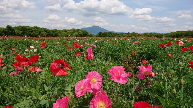 茨城県の下妻市には、鬼怒川と小貝川という川があります。<br />その河川敷に毎年5月になると、ポピー畑が出現します。<br /><br />ちなみに、2019年は、<br />小貝川のふれあい公園でのイベント「小貝川フラワーフェスティバル」は5月25日。<br />鬼怒川のフラワーラインでのイベント「花とふれあいまつり」は5月19日です。<br /><br />その一日前の5月18日、この２つのポピー畑に行って来ました。