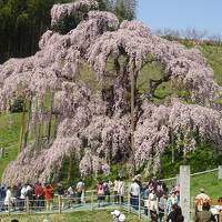三春滝桜と花見山公園２日間の旅！