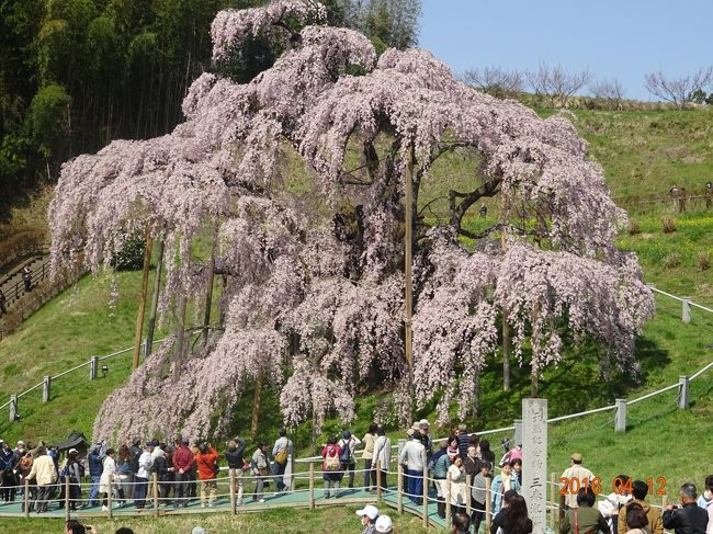 ＪＴＢ旅物語のツアーに参加して、三春滝桜と花見山公園に出かけてきました。一度見てみたかった三春の滝桜も満開状況でしたのでラッキーでした。ツアーの前後には雨でしたので、天気にも恵まれ春の福島を満喫する事が出来ました。