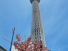 東京スカイツリー01　カンザン桜&#8760;仰ぎ見て　☆タワー丼店前でおしなり君と出会い