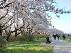 桜前線を追いかけて！　マイカーで行く東北６県周遊１２日間の旅に行ってきました　№２　第４日目～５日目　山形県～宮城県～岩手県