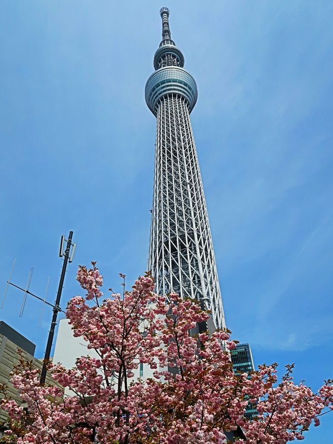東京スカイツリー（英: TOKYO SKYTREE）は、東京都墨田区押上一丁目にある電波塔（送信所）である。観光・商業施設やオフィスビルが併設されており、ツリーを含め周辺施設は「東京スカイツリータウン」と呼ばれている。2012年（平成24年）5月に電波塔・観光施設として開業した。 <br />（フリー百科事典『ウィキペディア（Wikipedia）』より引用）<br /><br />東京スカイツリー　については<br />http://www.tokyo-skytree.jp/<br />