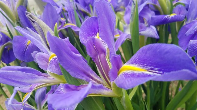 梅雨入り前の３月～４月は、うりずんの季節で、草花がとてもきれいなんです。<br /><br />そんな時期には<br />沖縄県北部へドライブ～