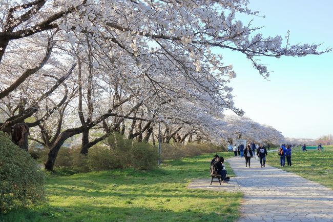 №２、第４日目～５日目の旅行記をご紹介いたします。<br />№２では、宮城県松島の西行戻しの松公園の桜、岩手県北上展勝地の桜と２ヶ所の桜が楽しみです。<br />出発前では少し遅めかなと思っていたのですが、ここでもピッタリ。<br />満開の桜を楽しむことができました。<br />桜以外にも、松島の瑞巌寺・五大堂を参拝、中尊寺参拝、そして遠野から浄土ヶ浜を楽しみました。<br /><br />№２のスケジュールは下記のようになります。<br />４日目　４月２２日（月）<br />かみのやま温泉＝＝（山形・東北・仙台南部・東部・三陸道）＝＝宮城県　松島・西行戻しの松公園の桜＝＝瑞巌寺・五大堂＝＝（東北道）＝＝岩手県平泉　中尊寺＝＝（東北道）＝＝北上展勝地の桜＝＝コンフォートホテル北上【泊】<br />５日目　４月２３日（火）<br />北上＝＝遠野　伝承園・常堅寺・カッパ淵＝＝とおの物語の館＝＝浄土ヶ浜＝＝浄土ヶ浜パークホテル【泊】<br /><br />天気にも恵まれ、満開の桜を見ることができ最高でした。<br />是非、ご覧ください。