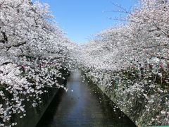 目黒川で桜を満喫♪～２０１９～