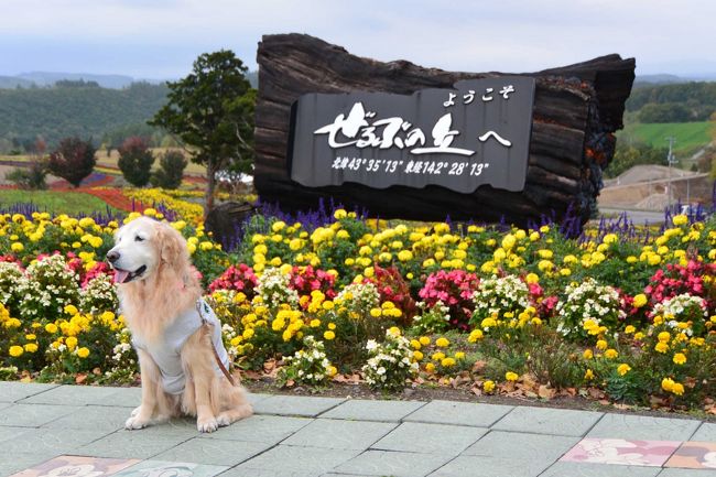 今まで愛犬と一緒に車で北海道へ行って見たいな～と思っていたのですが、フェリーで移動となると、わんこはフェリー内でケージの中ということで、それは絶対無理とあきらめていました。じゃあ車で青森までひたすら走って、津軽海峡フェリーに乗って海を渡り、函館からまたひたすら自走・・というルートもありますが、かなり距離もありとてもハードなのであきらめていました。<br />しかし、大洗⇔苫小牧航路の商船三井フェリー新造船に伴って、何と！大型犬も一緒に同じ部屋にいられるウィズペットルームができたとのことで、愛犬のゴールデンレトリバーと一緒に北海道の富良野・美瑛を満喫してきました。<br />せっかく北海道に行くので、8泊9日の長期で行くことにしました。<br /><br />3日目は、まず美瑛駅周辺で情報収集をし、ぜるぶの丘へ。その後はケンメリの木を見学したり、美瑛神社へ行ってお参りしたりして過ごしました。<br /><br />1日目：自宅から車で大洗港へ。大洗19:45発の苫小牧行きのさんふらわあ ふらので移動します。（フェリー内宿泊）<br />2日目：苫小牧西港から富良野へ（B.J.Club 富良野宿泊〔大型犬OK〕）<br />3日目：美瑛　ぜるぶの丘、ケンメリの木、美瑛神社です。（B.J.Club 富良野宿泊〔大型犬OK〕）<br />4日目：ファーム富田、中富良野、とみたメロンハウスへ。（B.J.Club 富良野宿泊〔大型犬OK〕）<br />5日目：富良野チーズ工房、ふらのワインハウス、六花亭、富良野駅へ。（B.J.Club 富良野宿泊〔大型犬OK〕）<br />6日目：またファーム富田、四季彩の丘、木巡りです。（B.J.Club 富良野宿泊〔大型犬OK〕）<br />7日目：青い池、白ひげの滝、望岳台へ。（B.J.Club 富良野宿泊〔大型犬OK〕）<br />8日目：富良野から、苫小牧西港へ。18:45発の大洗行きのさんふらわあふらので帰ります（フェリー内宿泊）<br />9日目：最終日は、大洗港に到着後、高速道路で自宅へ帰りました。