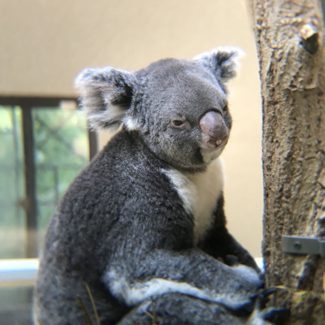 初めての神戸～①１日目・昼・王子動物園